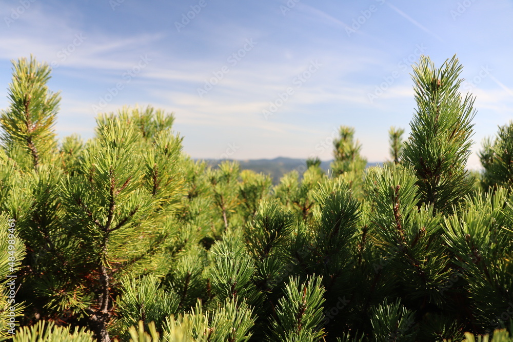 bright pine tops against the background of the sky and mountains bright pine tops against the background of the sky and mountains