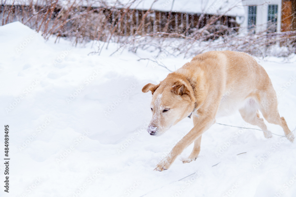 Bella Prancing & Playing