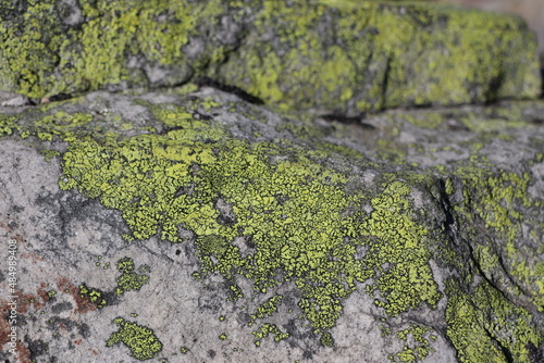 green lichens on large stones © Yuliia