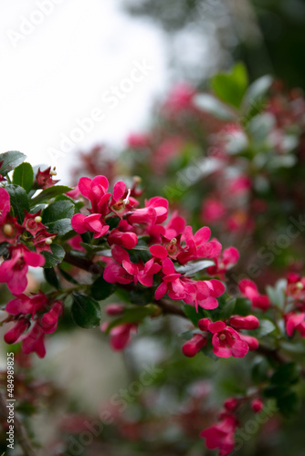 Pink wild flowering plant Redclaws ( Escallonia rubra )