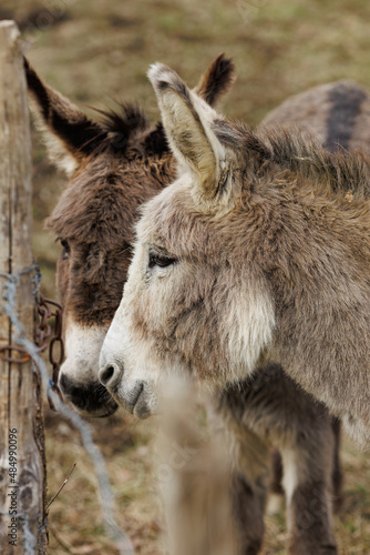 Two donkey friends © Philippe Ramakers