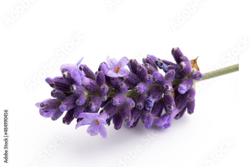 Lavender flowers on a white background.