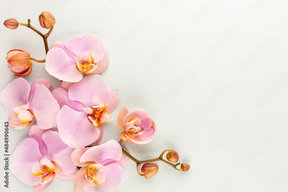 Pink spa orchid theme objects on pastel background. Pink spa orchid theme objects on pastel background.