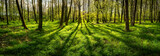Beautiful rays of sunlight in a green forest at the spring