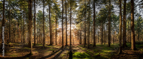 Panoramic view of a forest with sunlight shinning through the trees