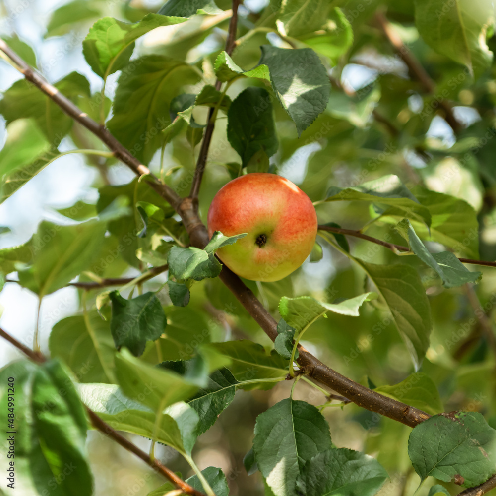 Apple tree with ripe apples 
