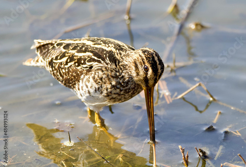 Konstfotografi African Snipe, South Africa