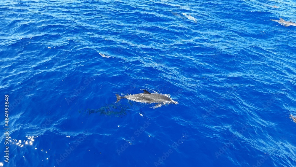 Naklejka premium Delfin im Meer