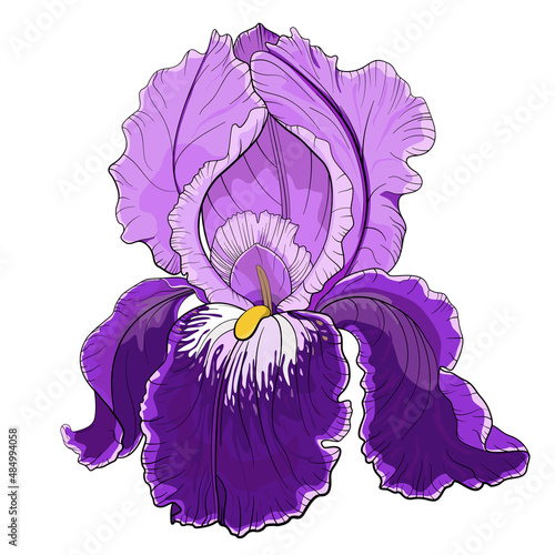 Violet iris flower head