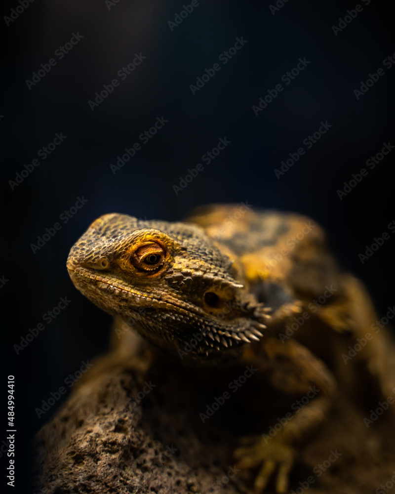 Obraz premium close up of a lizard