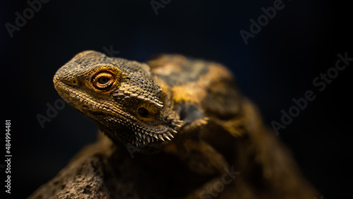 close up of a lizard