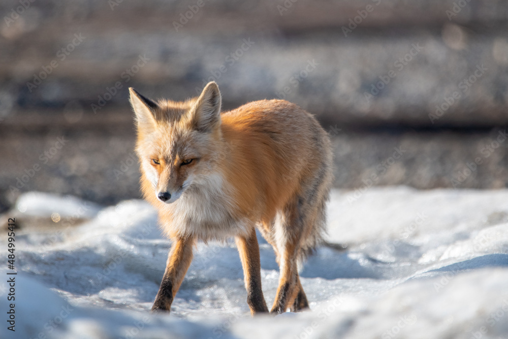 Obraz premium Wild red fox walking along a lake shore in spring time with beautiful fur, coat. 