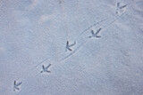 Diagonal bird footprints in the fresh white snow. Color abstract nature photo.