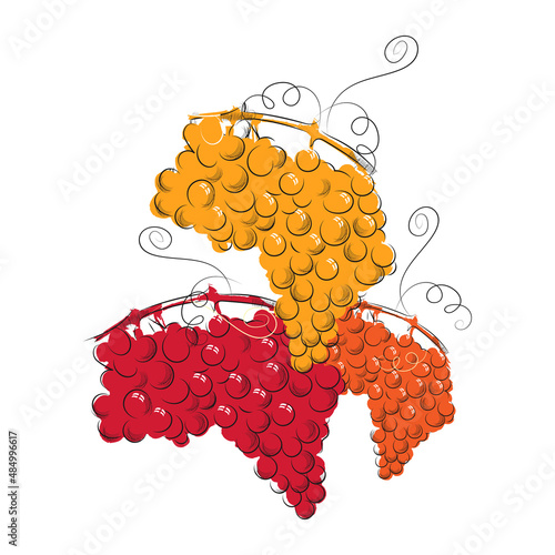 Three ripe bunches of grapes on a white background. Vector illustration