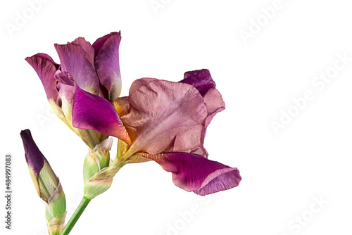 Fototapeta Naklejka Na Ścianę i Meble -  Beautiful purple or violet fleur-de-lis, Iris flower, isolated on while background.