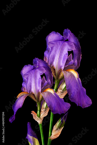 Beautiful blue fleur-de-lis, Iris flower, isolated on black background.