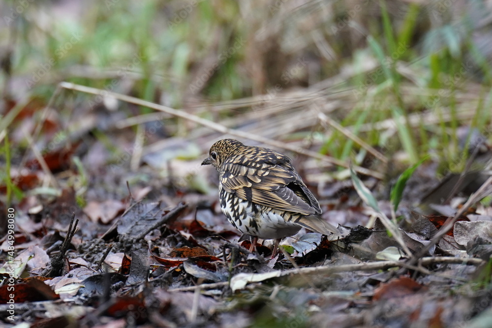 scaly thrush on the ground scaly thrush on the ground