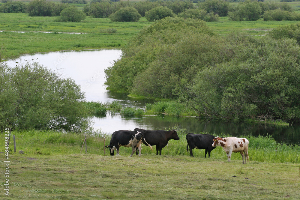 Cows in the meadows by the Biebrza River, Biebrza National Park, Poland, Europe Cows in the meadows by the Biebrza River, Biebrza National Park, Poland, Europe