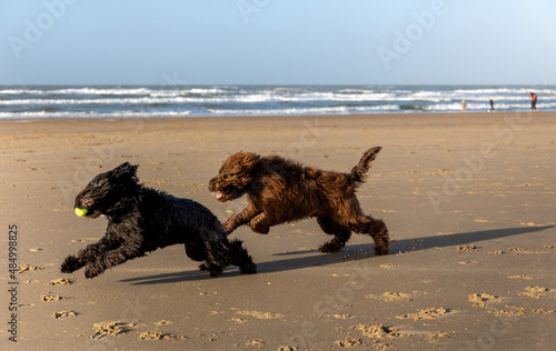 Two dogs, a brown and a black labradoodle, are running full speed on the beach of Haarlem Amsterdam, Netherlands, Januay 2022