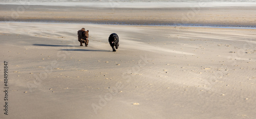 Two dogs, a brown and a black labradoodle, are running full speed on the beach of Haarlem Amsterdam, Netherlands, Januay 2022 photo