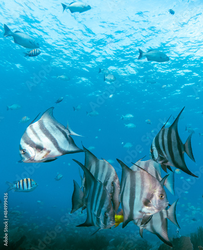 Underwater view with school fish in ocean. Sea life in transparent water