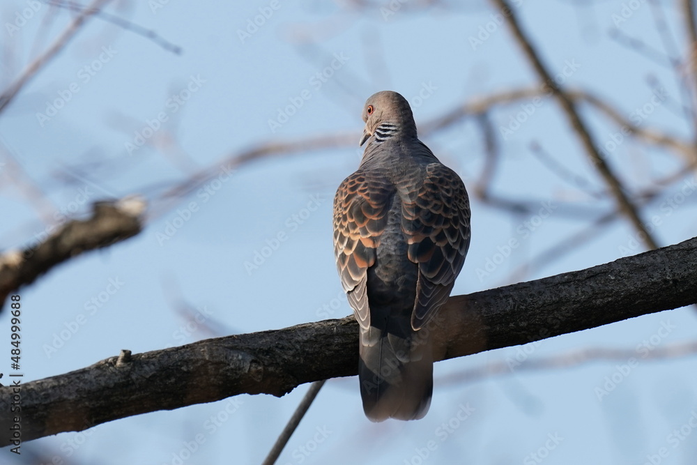 turtle dove in the forest turtle dove in the forest