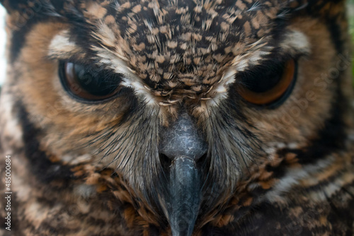buho real bubo virginianus ave - the largest owl in colombia looking at the camera with dilated pupils in close-up detail focusing on the plumage of the beak.