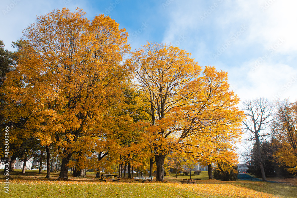 Two large trees with golden yellow leaves in park on autumn day.