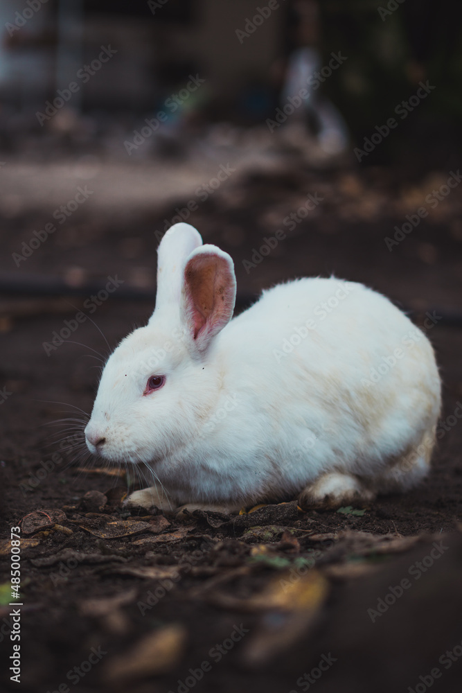 Different farm animals in their natural environment. Different farm animals in their natural environment.