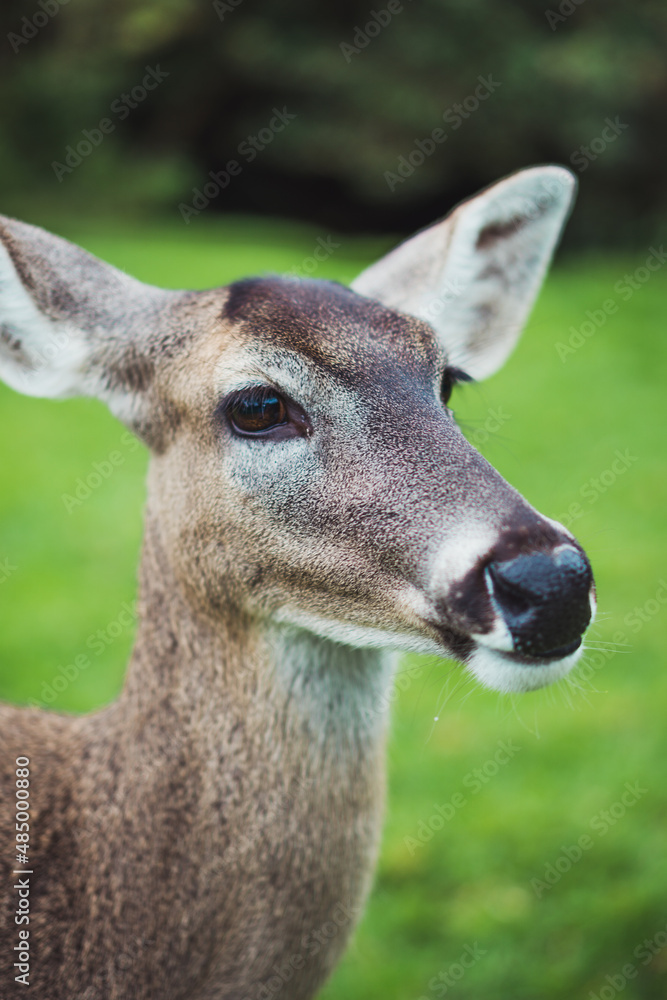 Fototapeta premium Different farm animals in their natural environment.
