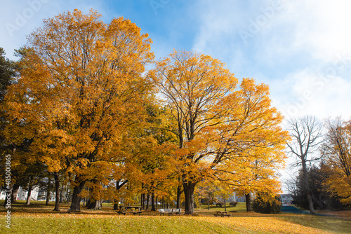 Two large trees with golden yellow leaves in park on autumn day. © Cavan