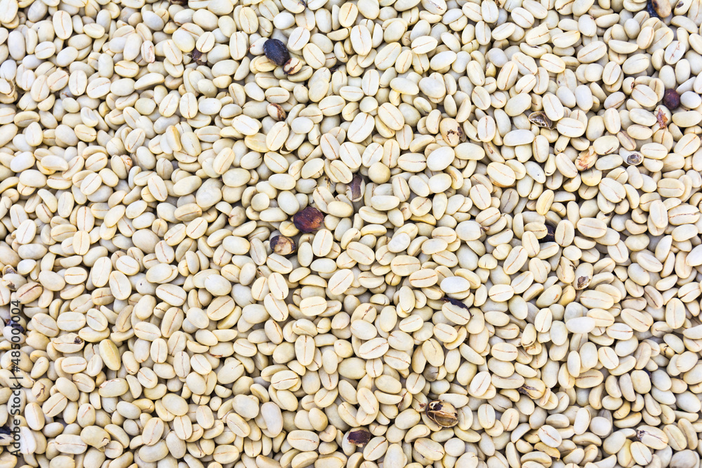 Coffee beans in a plantation, Basse-Terre, Guadeloupe Coffee beans in a plantation, Basse-Terre, Guadeloupe