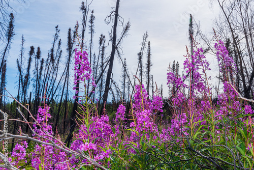 Close up of pink  purple flowers which are the symbol of Yukon Territory  northern Canada  Fireweed flower with burnt forest in background. 