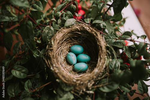 Nest of four blue Robin's eggs in plant photo