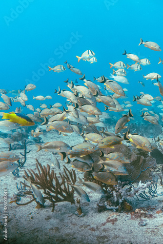 Underwater view with school fish in ocean. Sea life in transparent water