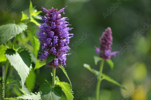 Wallpaper Mural flowers in the garden Torontodigital.ca