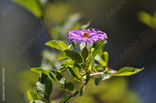 Wallpaper Mural flowers in the garden Torontodigital.ca