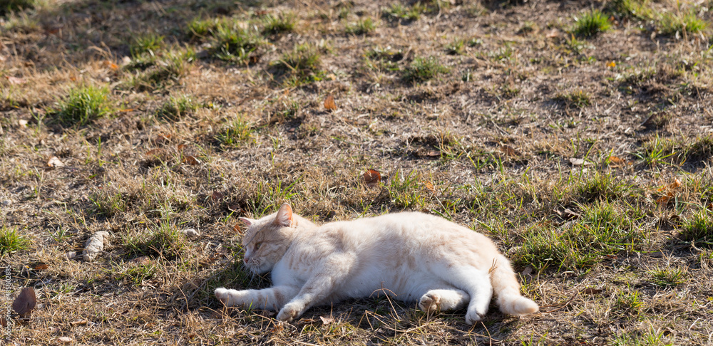 A fat red cat tumbles in a clearing. A fat red cat tumbles in a clearing.