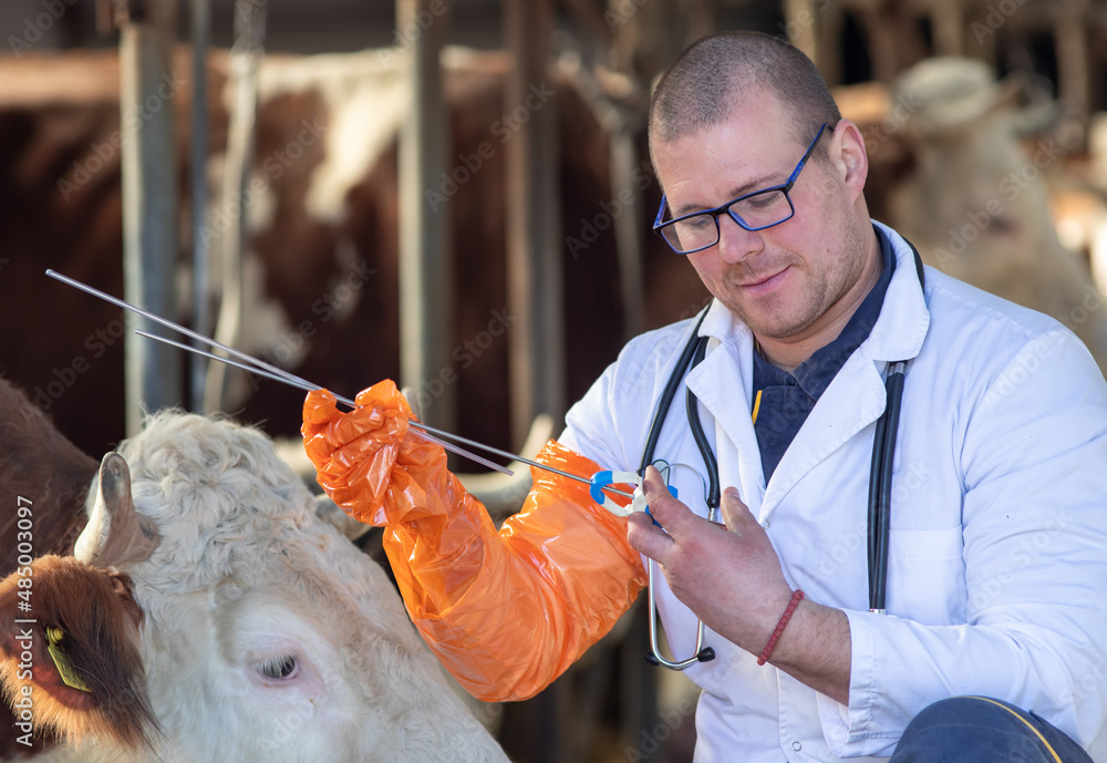 Veterinarian holding tools for artificial insemination for cattle Stock Photo Adobe Stock