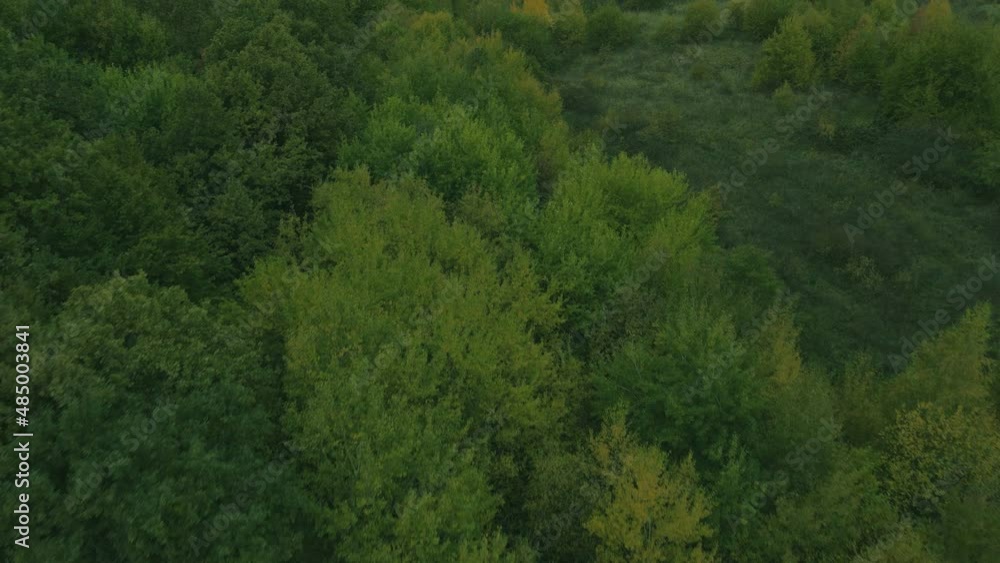 green forest in the morning. Video. Happy day. Forest video. Tree green forest in the morning. Video. Happy day. Forest video. Tree
