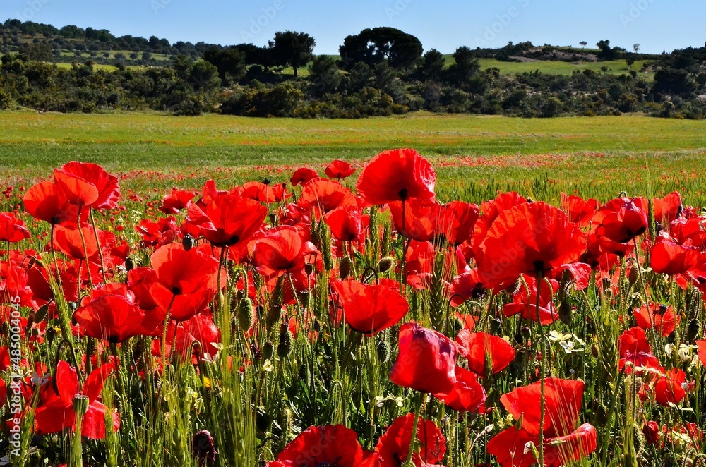 Obraz premium Tulips in a wheat field on a sunny spring day