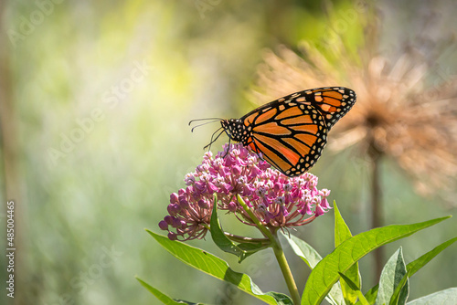 Monarch butterfly (danaus plexippus), backlit by the morning sun, perched on pink swamp milkweed flowers  photo