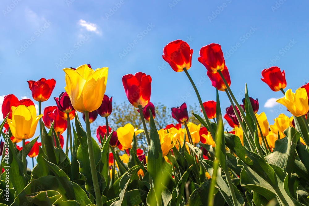 Tulip field with beautifully colored blooming tulips against blue sky Tulip field with beautifully colored blooming tulips against blue sky
