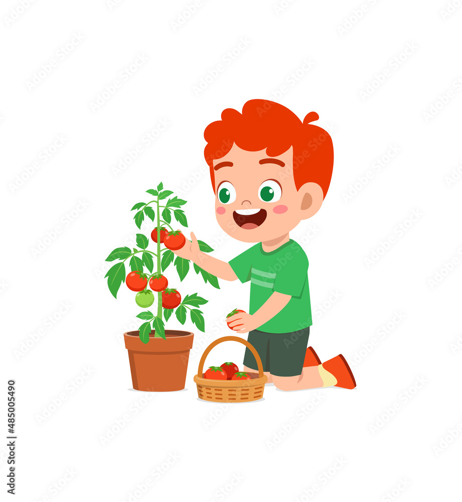 cute little boy harvest tomato in the garden cute little boy harvest tomato in the garden