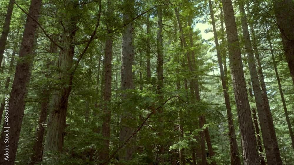 Aerial: Beautiful sunlit Redwood forest interior Aerial: Beautiful sunlit Redwood forest interior