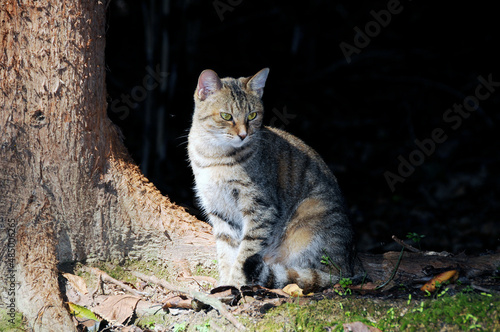 野生の猫 © ogurisu
