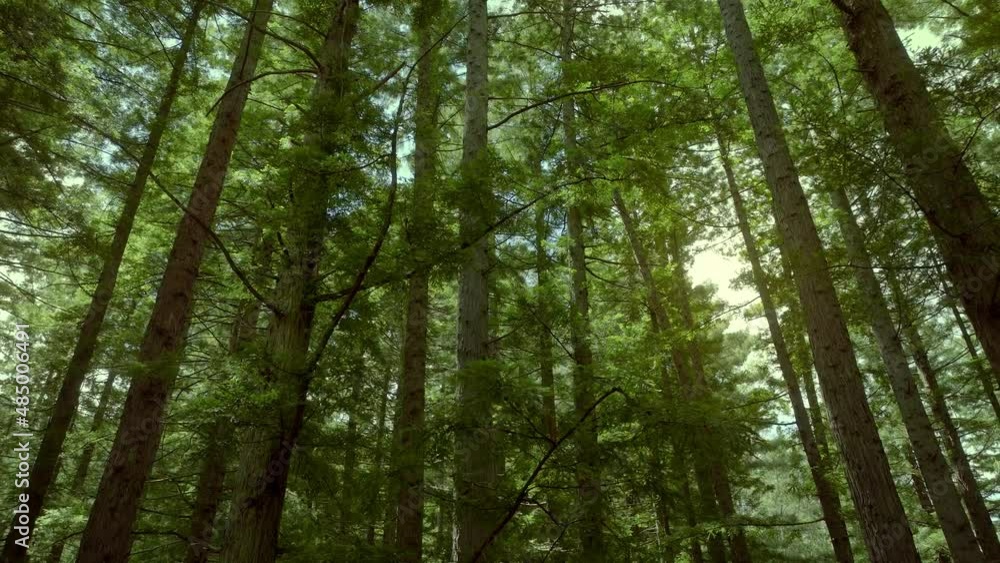 Aerial: Beautiful sunlit Redwood forest interior Aerial: Beautiful sunlit Redwood forest interior