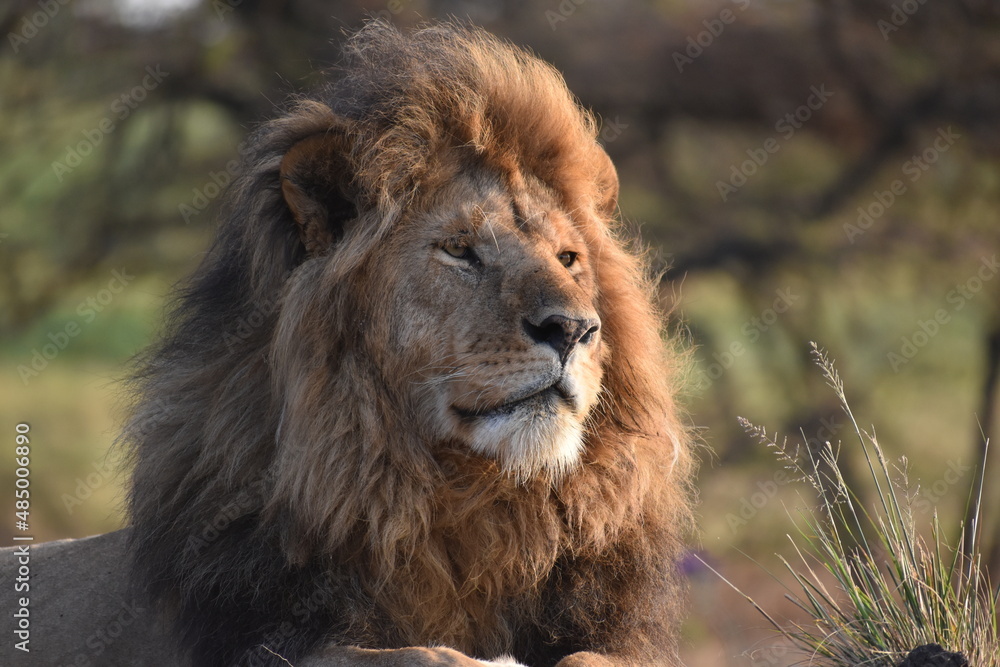 African male lion looks across the savannah at dawn
