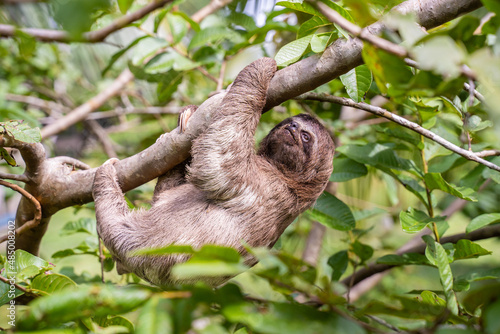Baby sloth in the Amazon. At the Community November 3, The Village (La Aldea), Amazon, Peru. © Matthieu