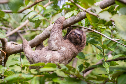 Baby sloth in the Amazon. At the Community November 3, The Village (La Aldea), Amazon, Peru. © Matthieu